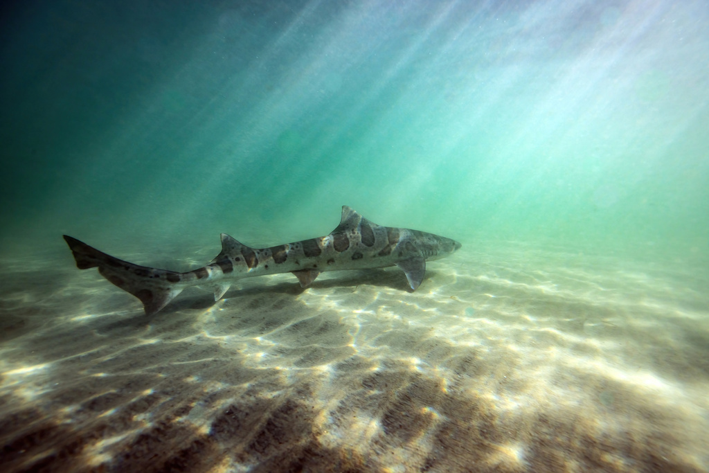 Leopard Shark