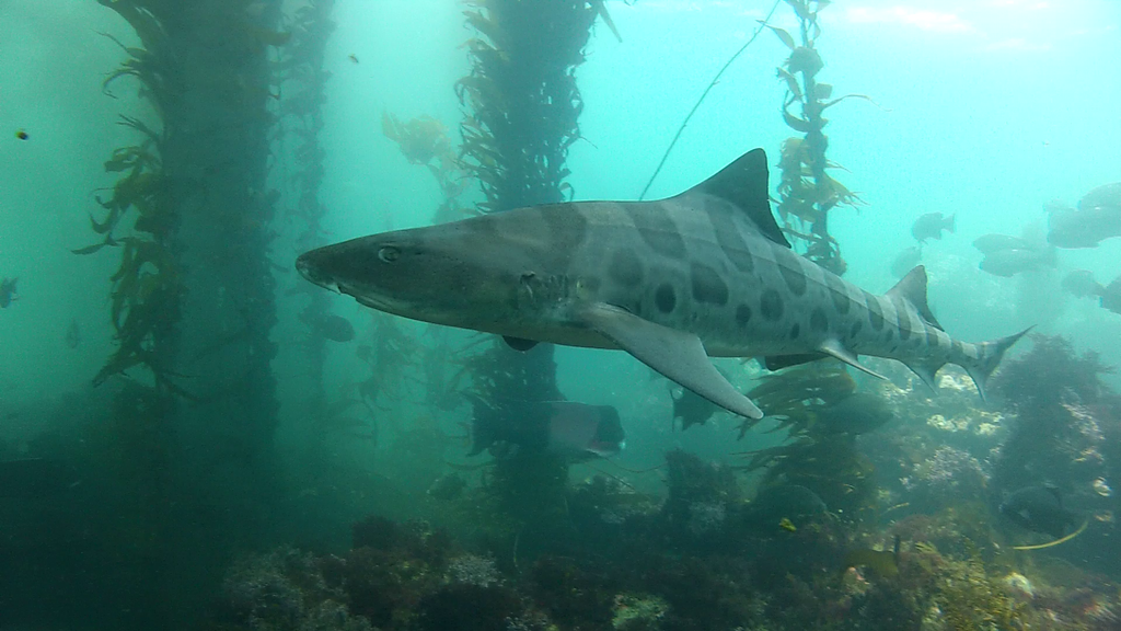 Leopard Shark