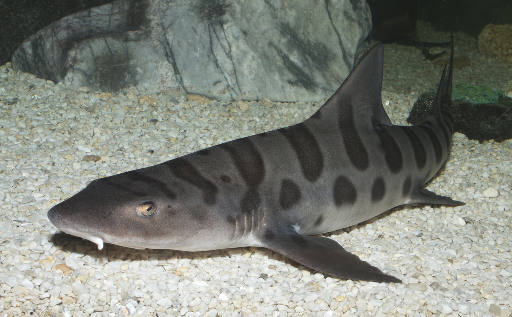 Leopard Shark