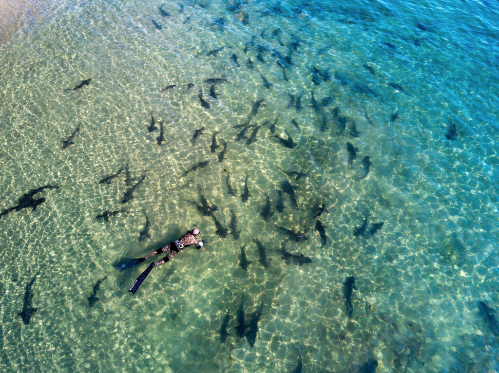 Leopard Shark