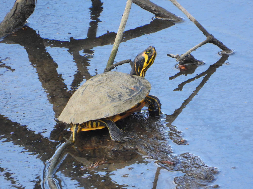Pond Slider