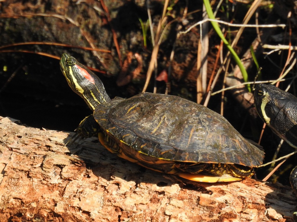 Pond Slider
