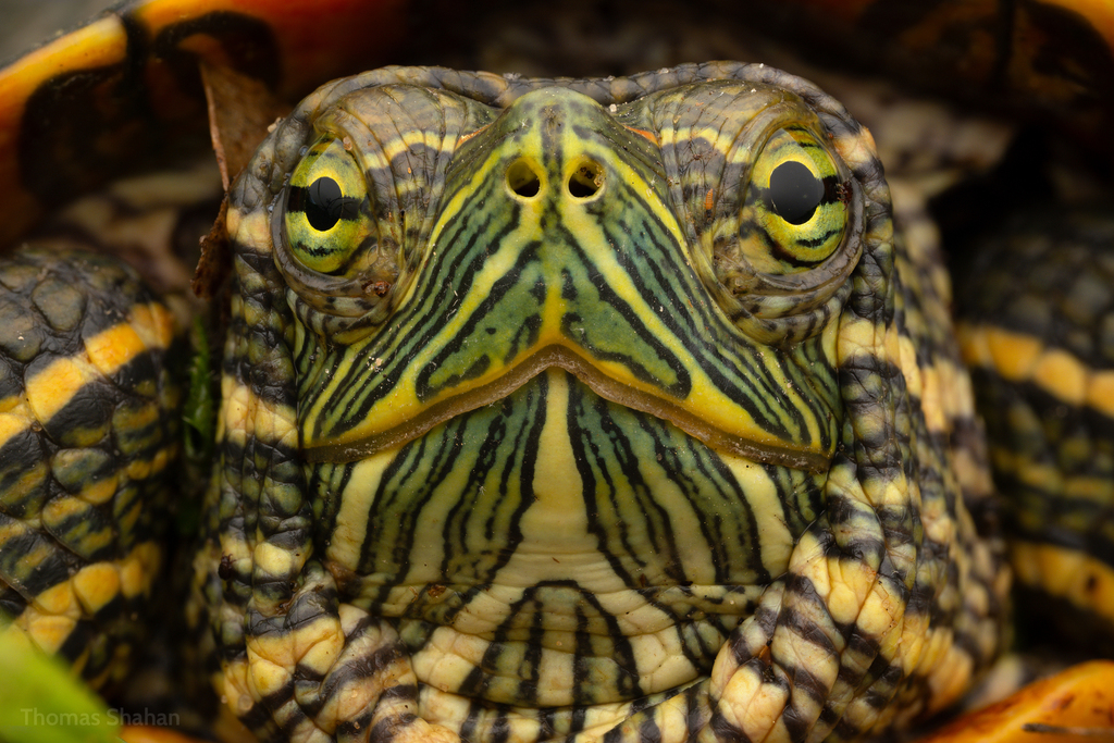 Pond Slider