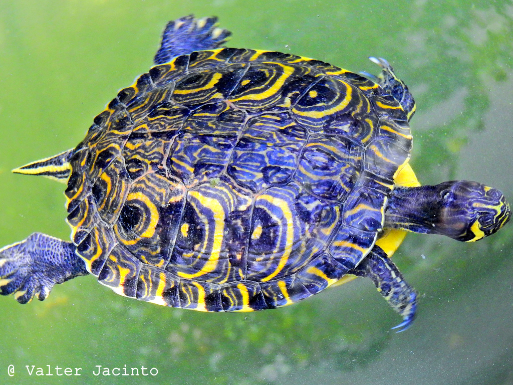 Pond Slider