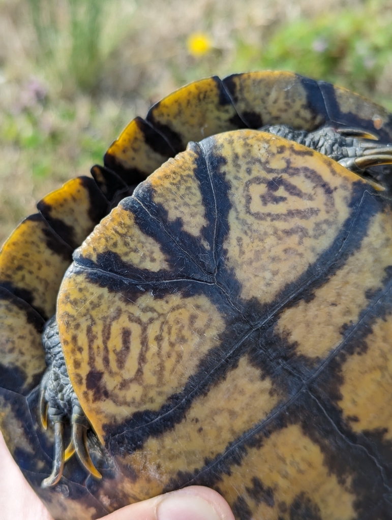 Pond Slider