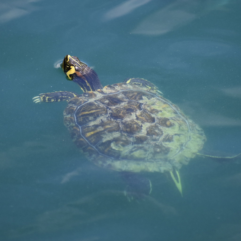 Pond Slider