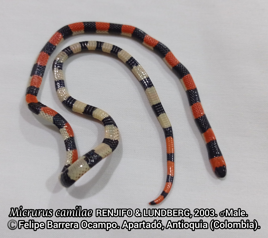 Camila's Coralsnake