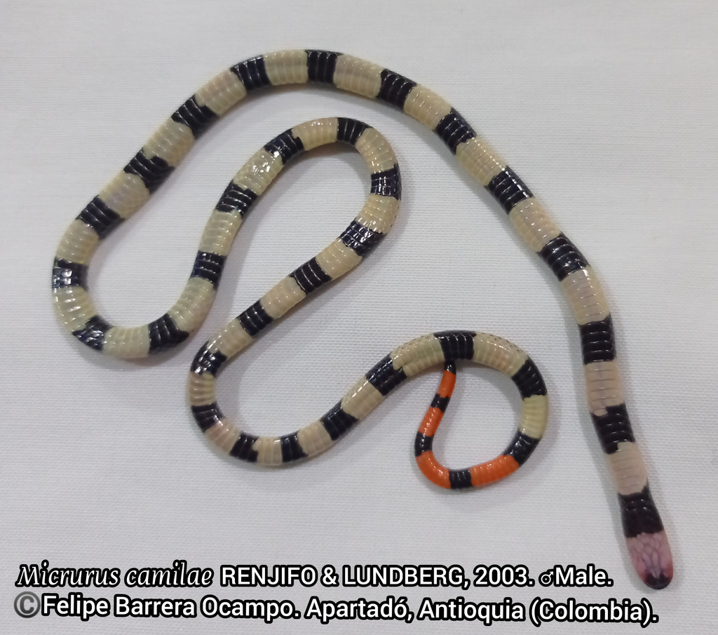 Camila's Coralsnake