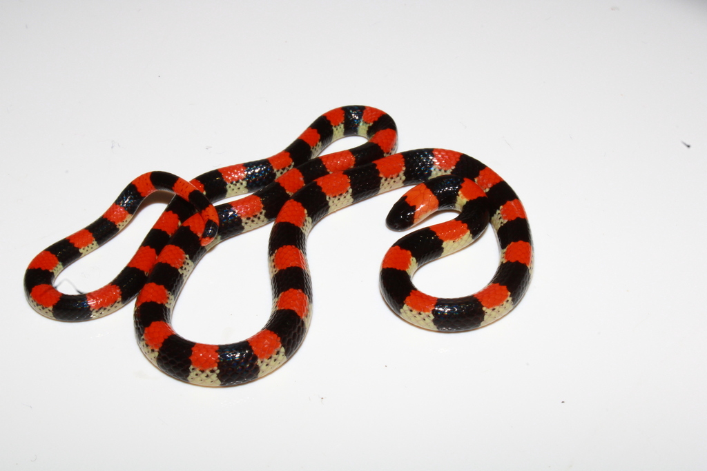Camila's Coralsnake