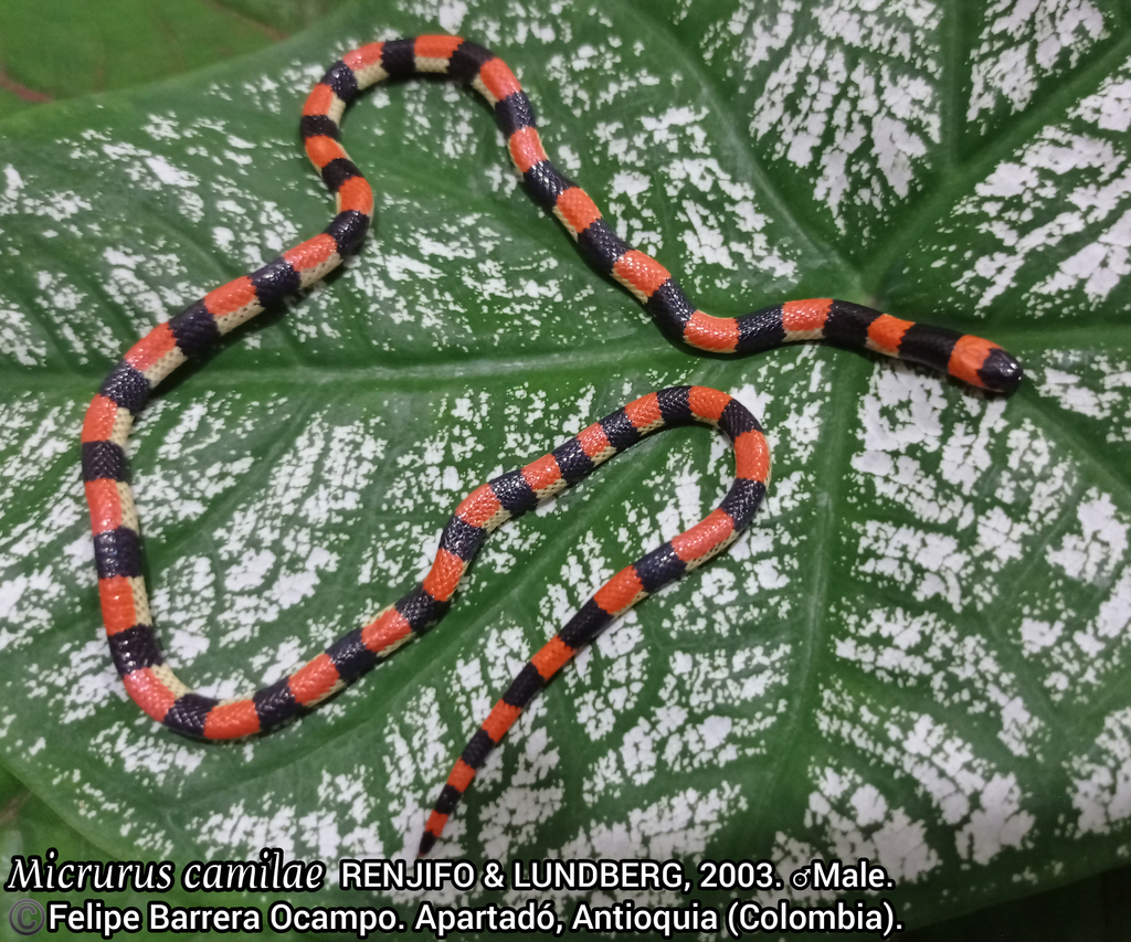 Camila's Coralsnake