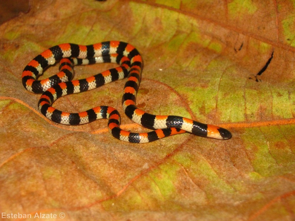 Camila's Coralsnake