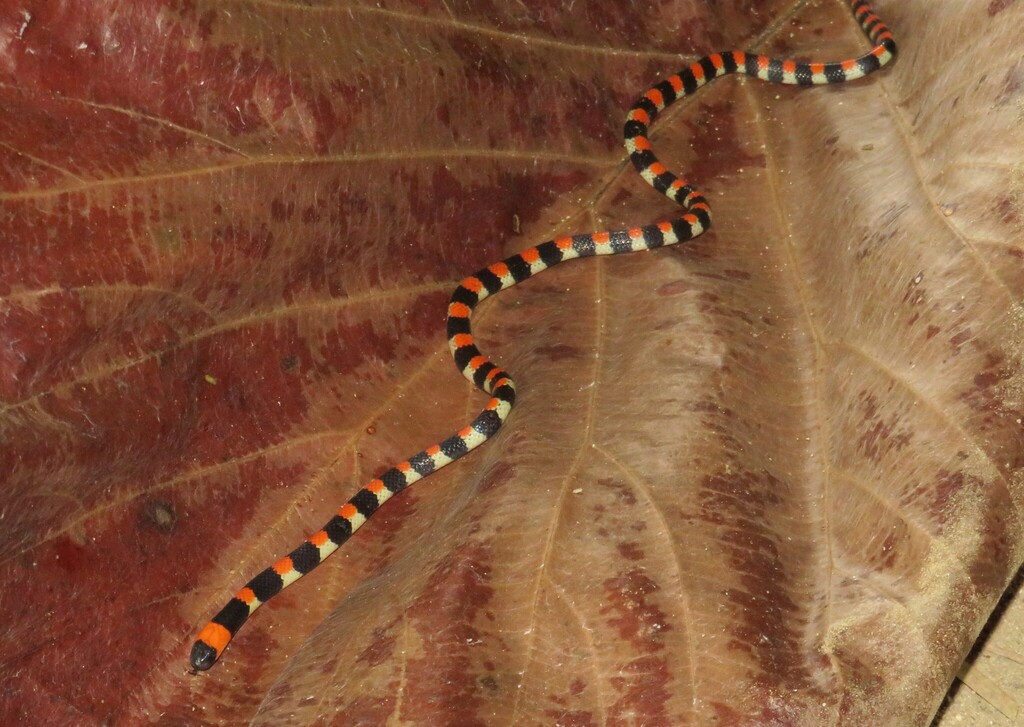 Camila's Coralsnake