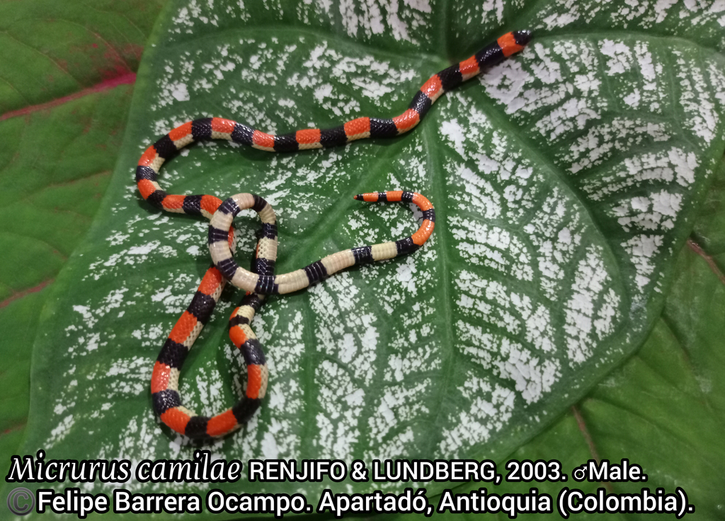 Camila's Coralsnake