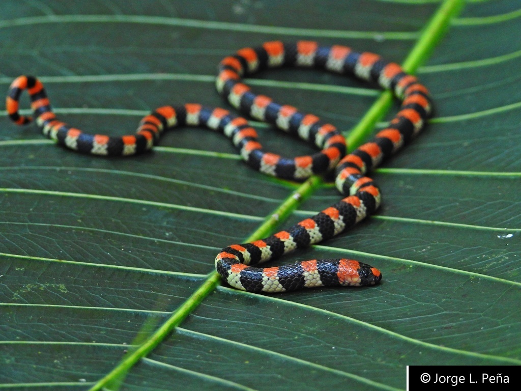 Camila's Coralsnake