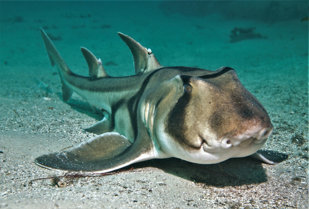 Port Jackson Shark