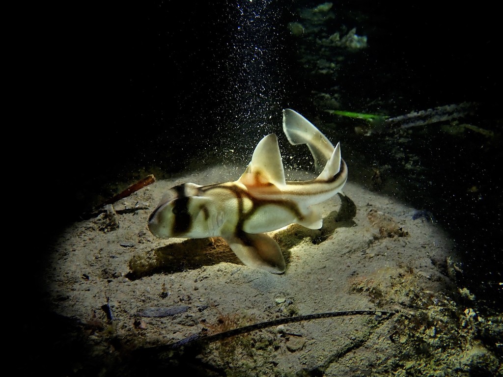 Port Jackson Shark