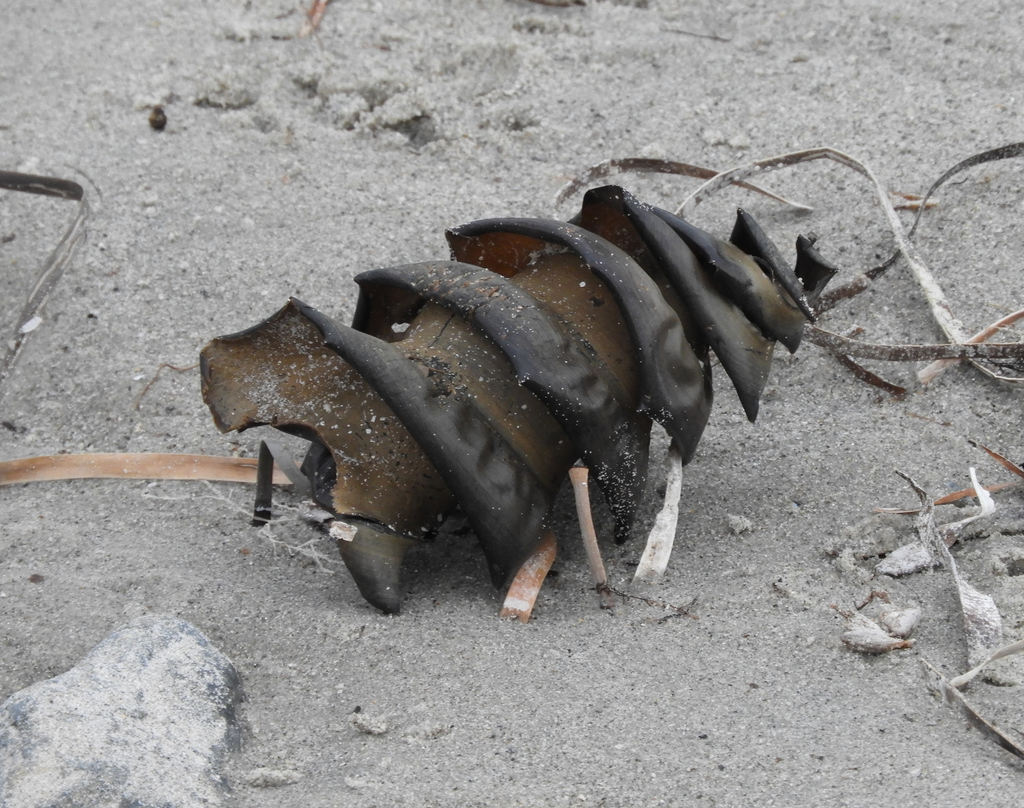 Port Jackson Shark