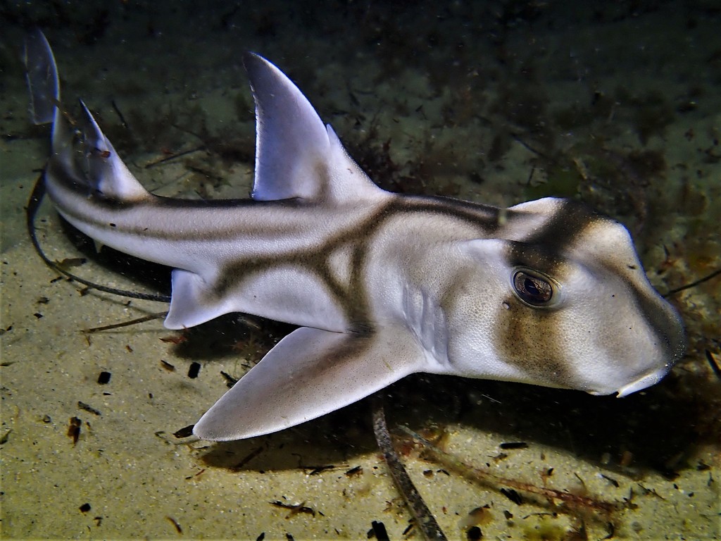 Port Jackson Shark