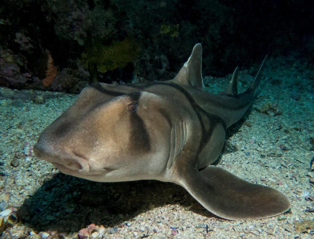 Port Jackson Shark