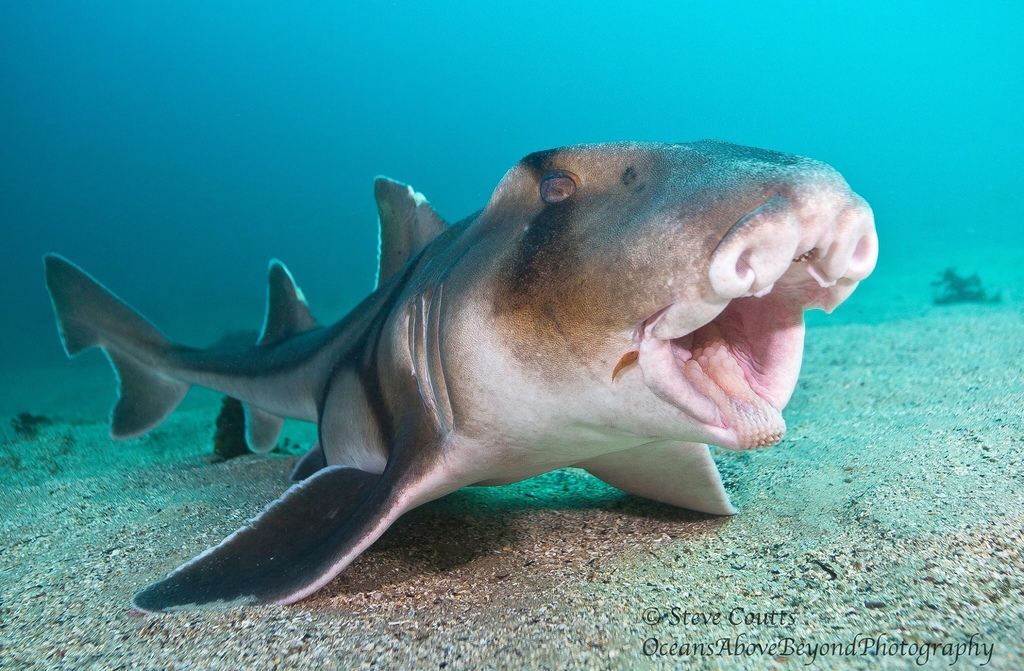 Port Jackson Shark