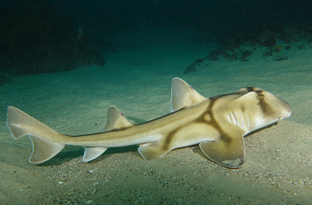 Port Jackson Shark
