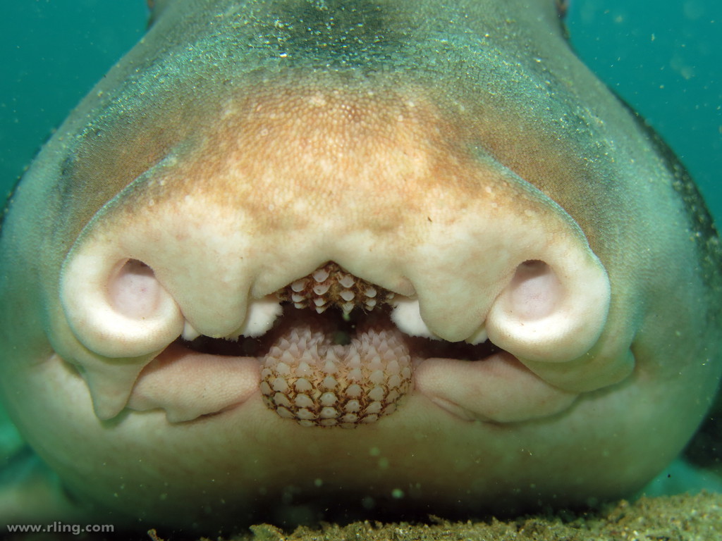 Port Jackson Shark