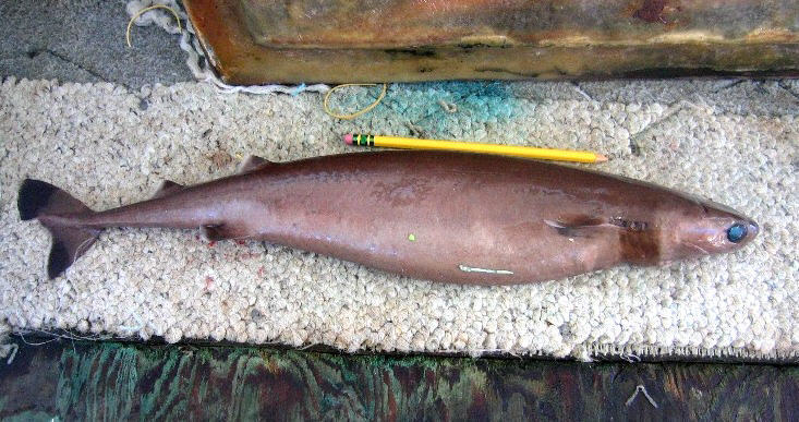 Squalelet féroce