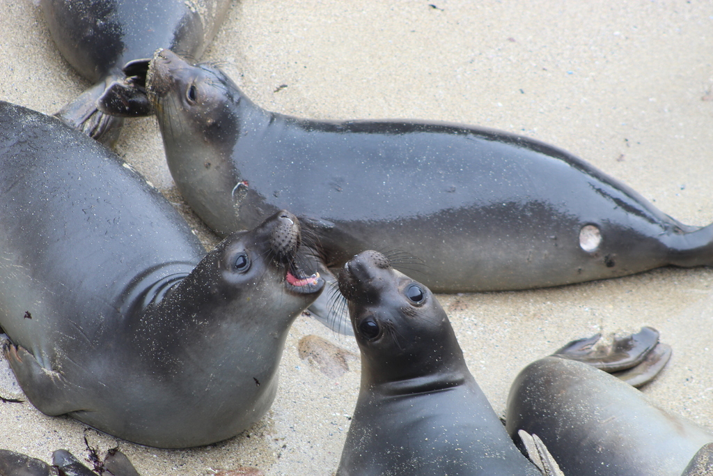 Squalelet féroce