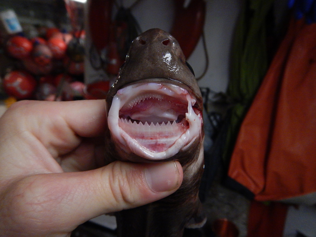 Squalelet féroce