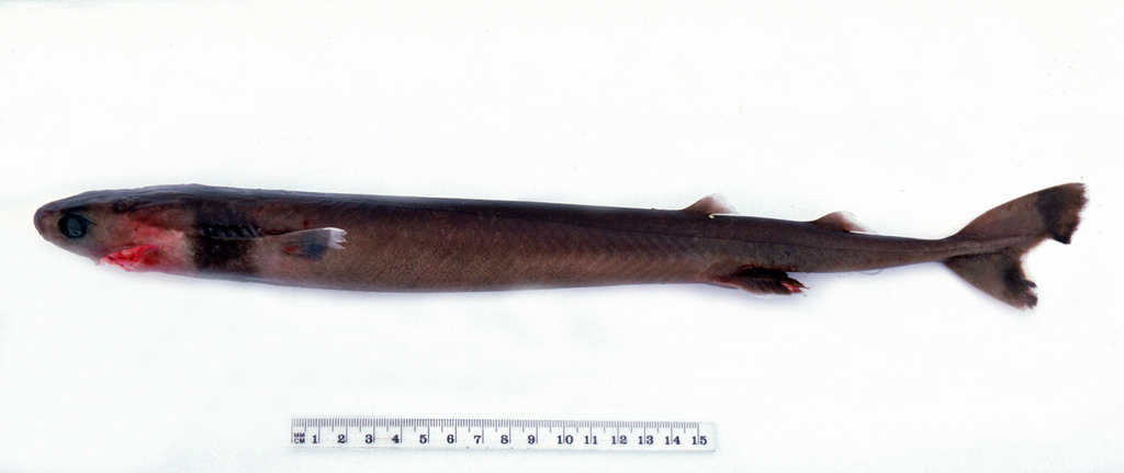 Squalelet féroce