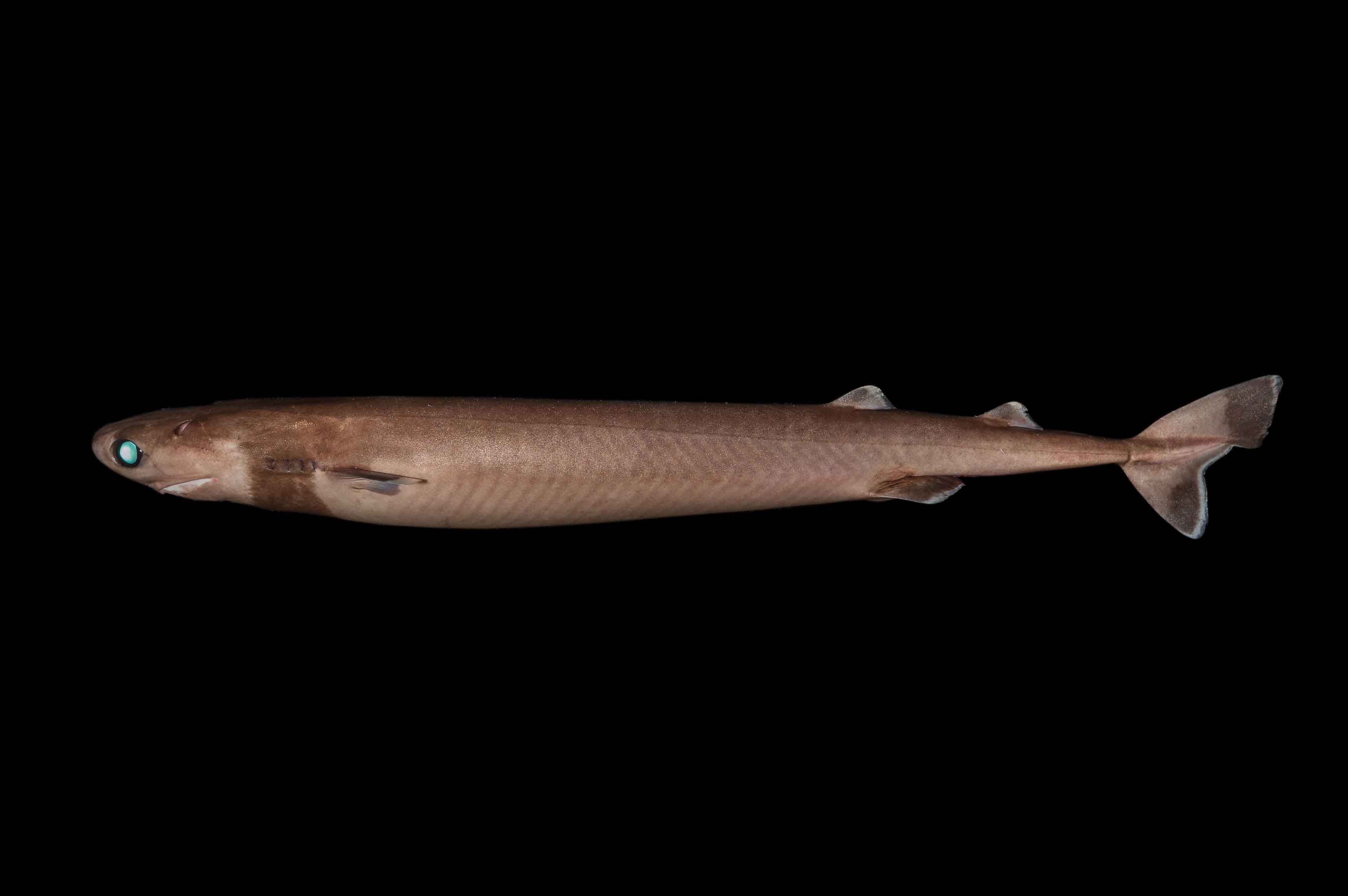 Squalelet féroce
