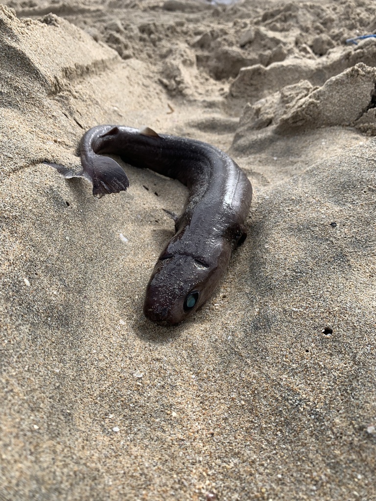 Squalelet féroce
