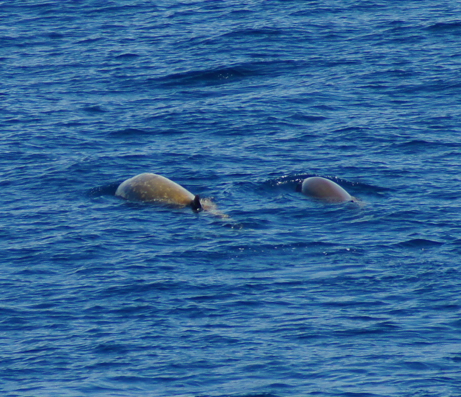 Cuvier's Beaked Whale