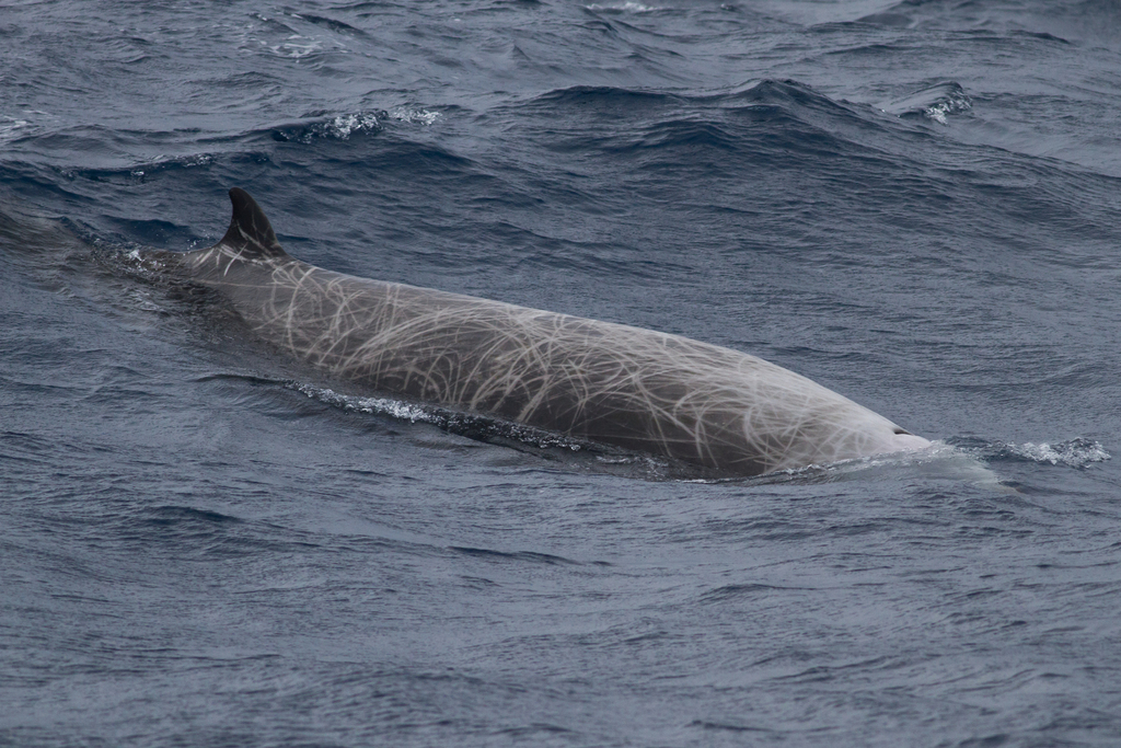 Cuvier's Beaked Whale