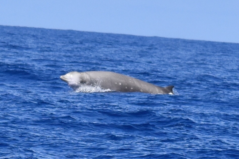 Cuvier's Beaked Whale
