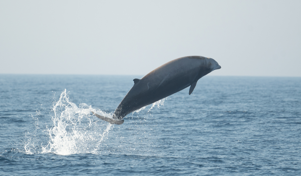 Cuvier's Beaked Whale