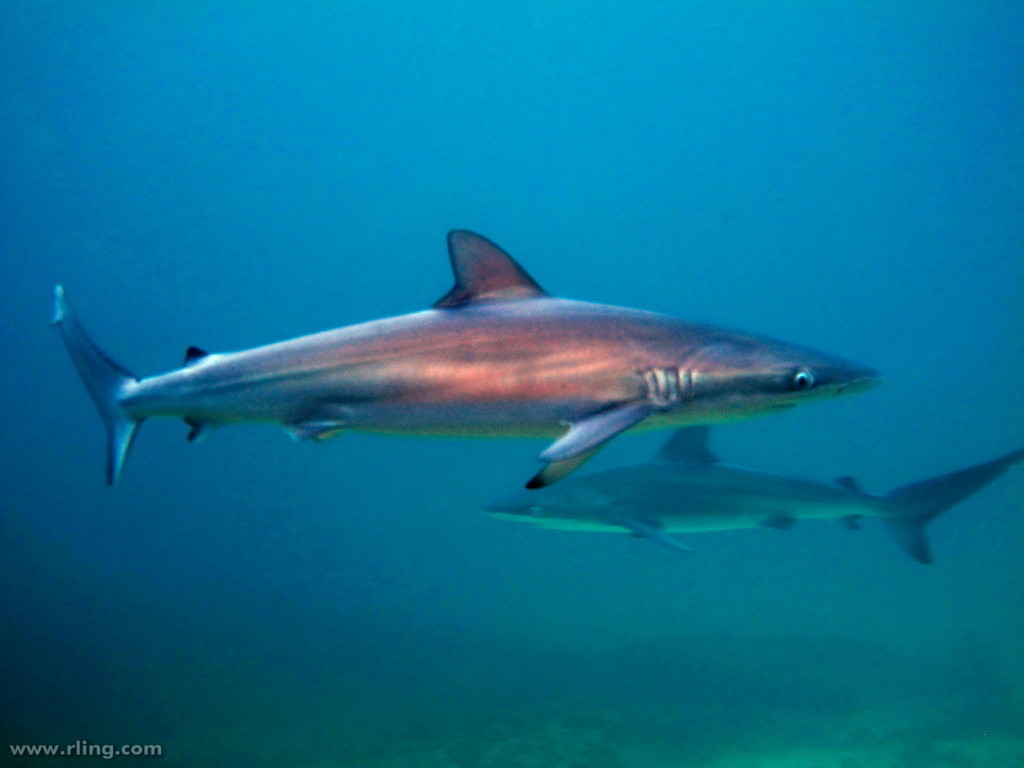 Dusky Shark