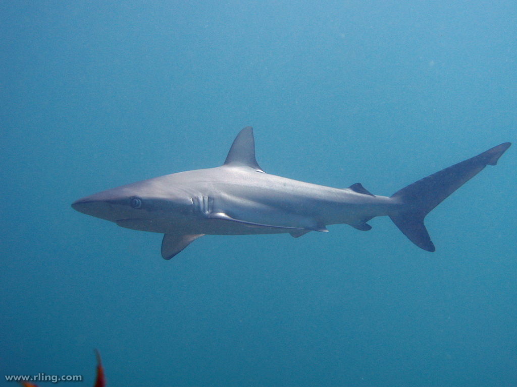 Dusky Shark