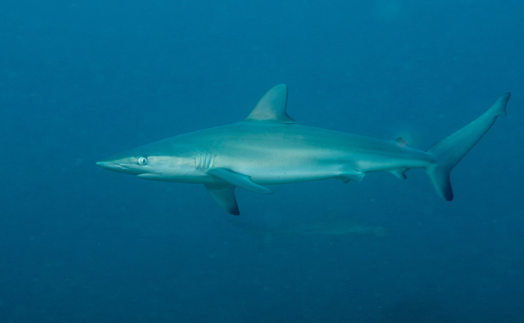 Dusky Shark