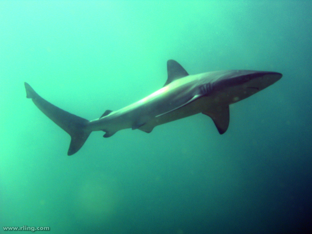 Dusky Shark