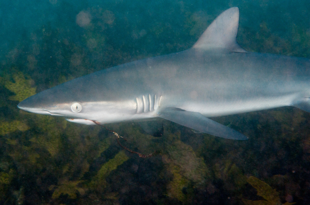 Dusky Shark