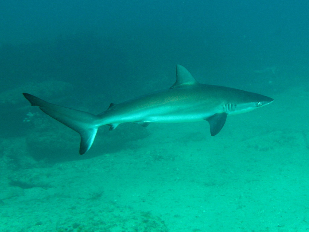Dusky Shark