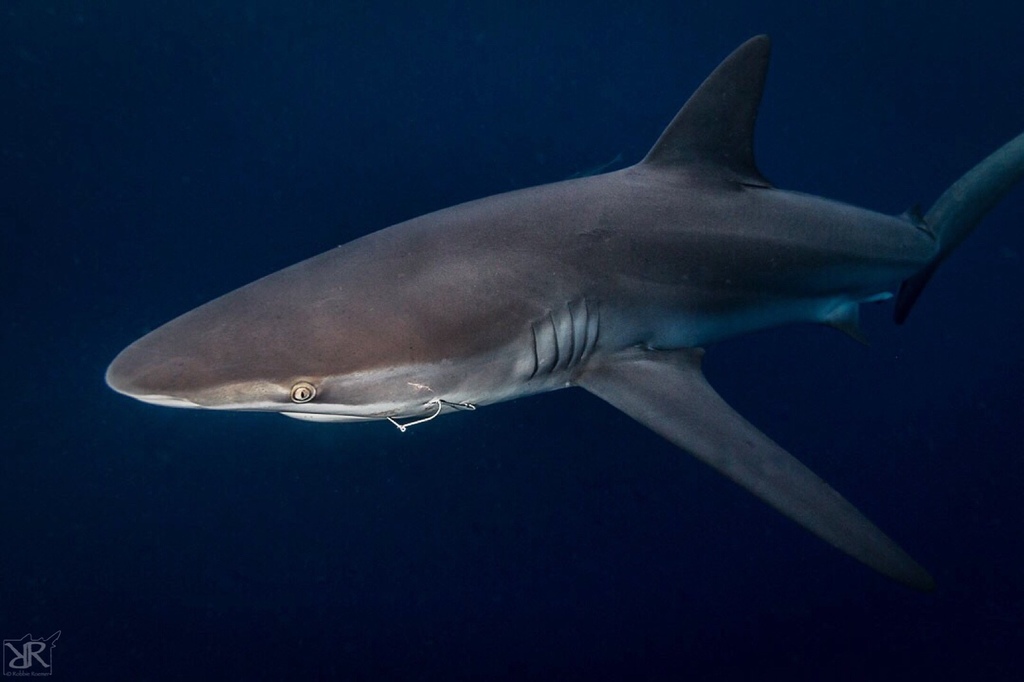 Dusky Shark