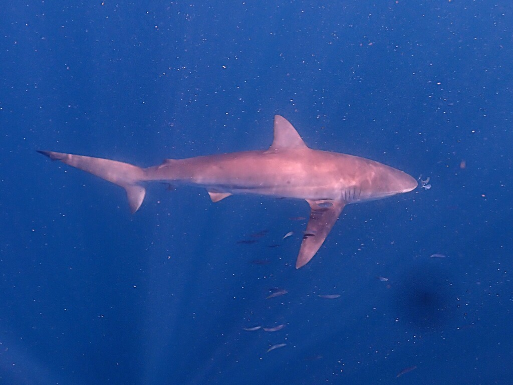 Dusky Shark