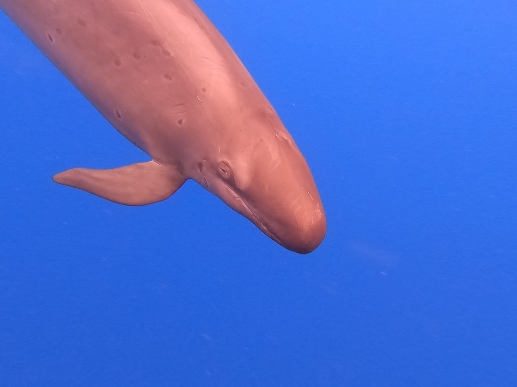 Pseudorque