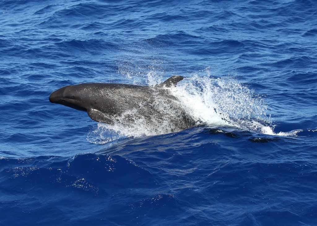 Pseudorque