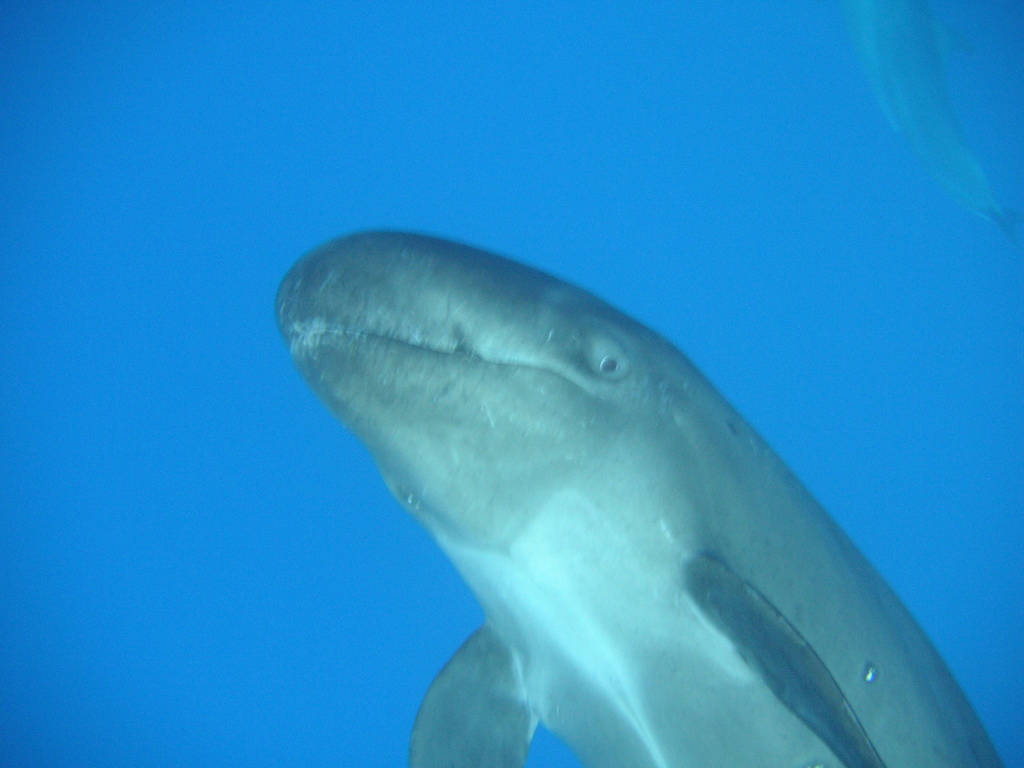 Pseudorque