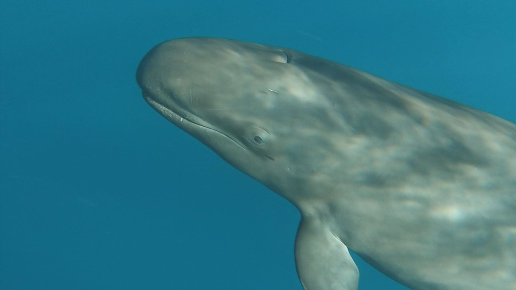 Pseudorque