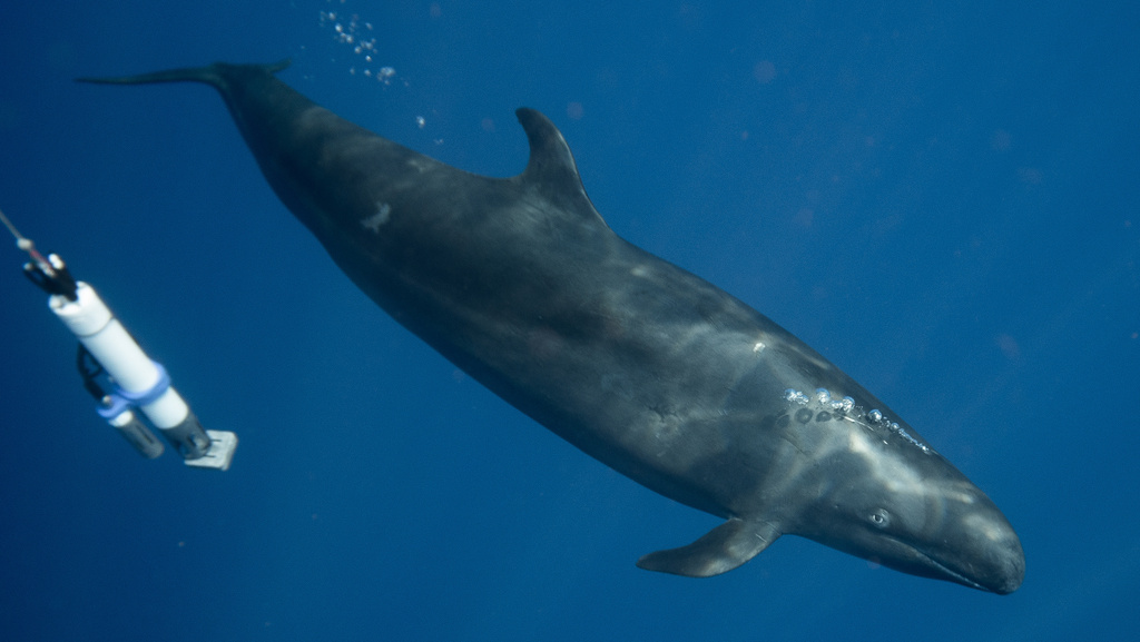 Pseudorque