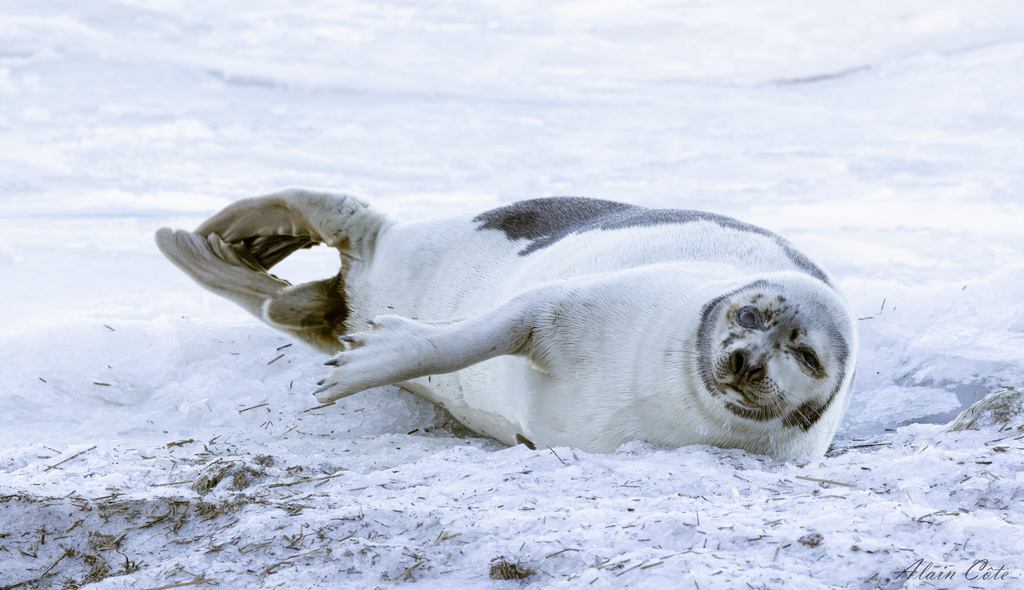 Harp Seal